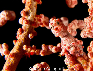 My very first pygmy sea horse, after 14 years diving !!
... by Jackie Campbell 
